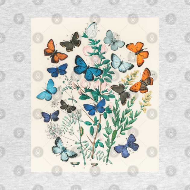 Butterflies and Moths by fleurdesignart